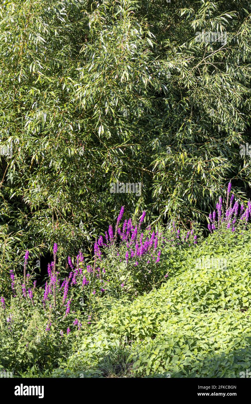 Willow und Wildblumen am Fluss Avon in Fladbury, Worcestershire, Großbritannien Stockfoto