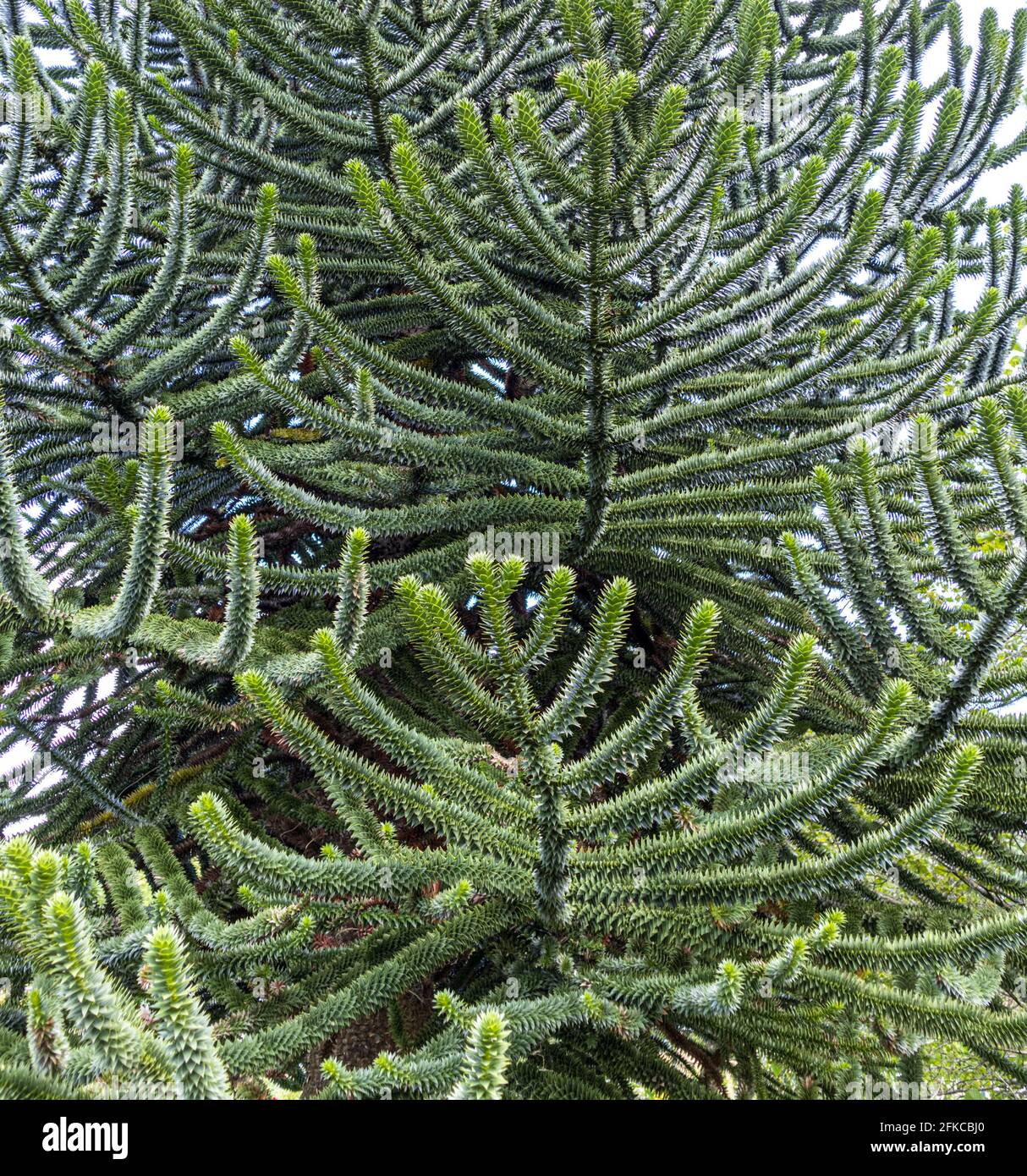 Nahaufnahme eines Affen-Puzzlebaums Stockfoto