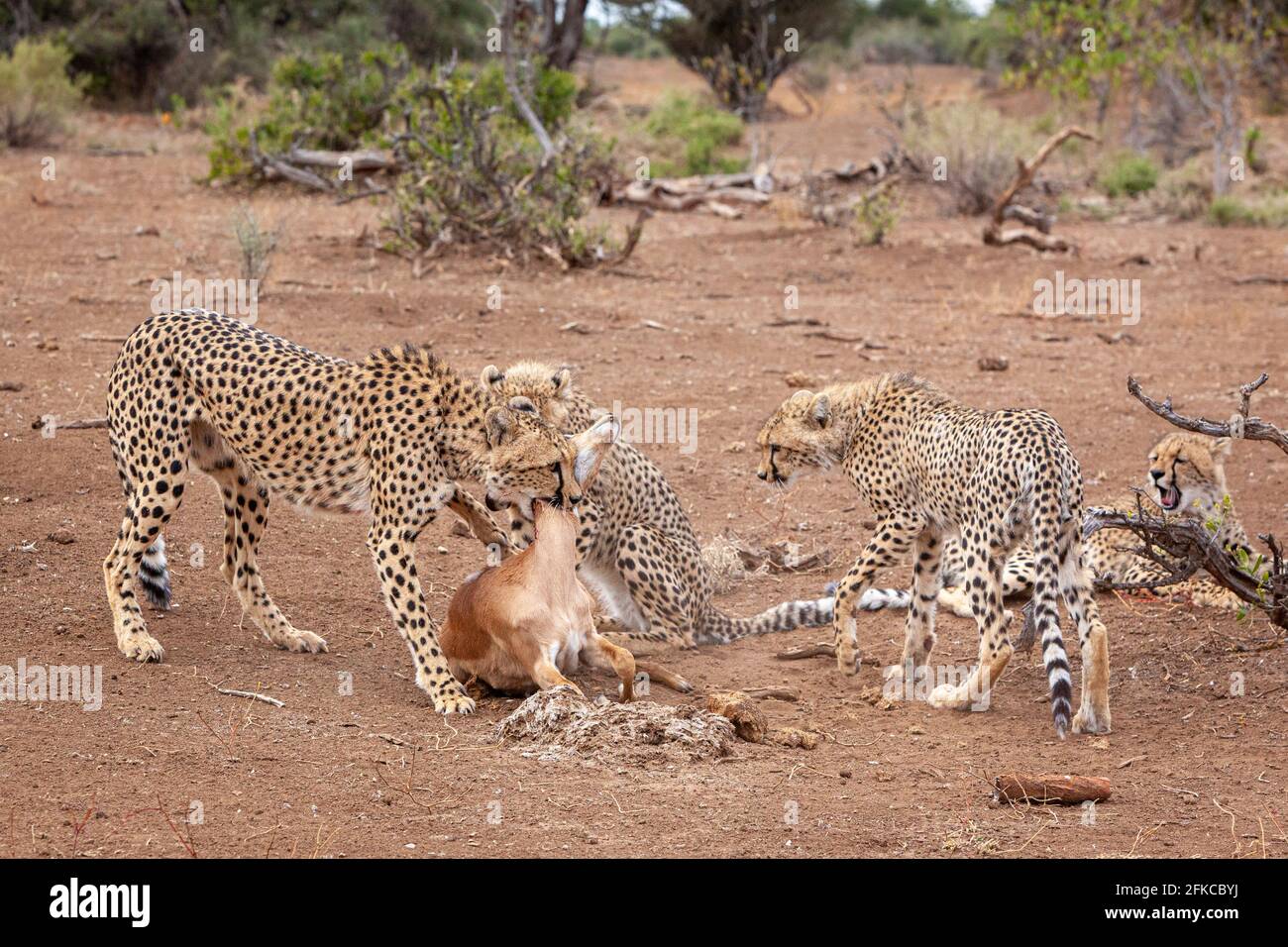Die stolze Mutter sieht zu, wie ihre Jungen in der Tötung stecken bleiben. MASHATU-WILDRESERVAT, BOTSWANA: SEHEN SIE, IN DEM Moment, IN dem VIER Geparden eine arme ANTILOPE rangen Stockfoto