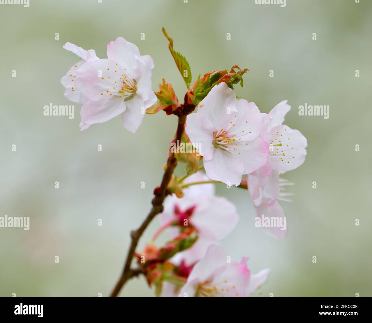 Eine weiße japanische Pflaumenblüte, isoliert am Ende des Astes Stockfoto