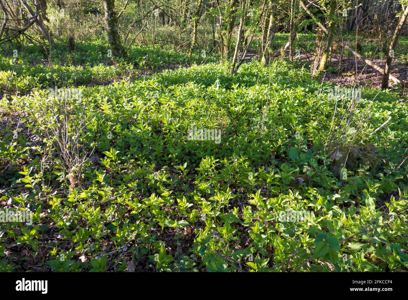 Dog's Mercury auf Waldboden, Newtown Common, Burghclere, Hampshire, England, VEREINIGTES KÖNIGREICH Stockfoto