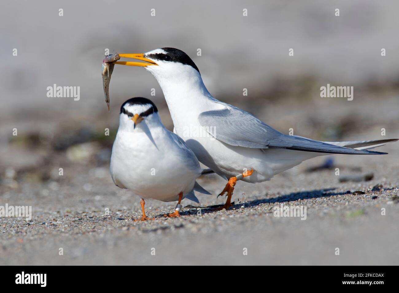 Ringelseeschwalbe (Sternula albifrons / Sterna albifrons) Männchen, das Weibchen Fische anbietet, Teil der Balzvoranzeige am Strand Stockfoto