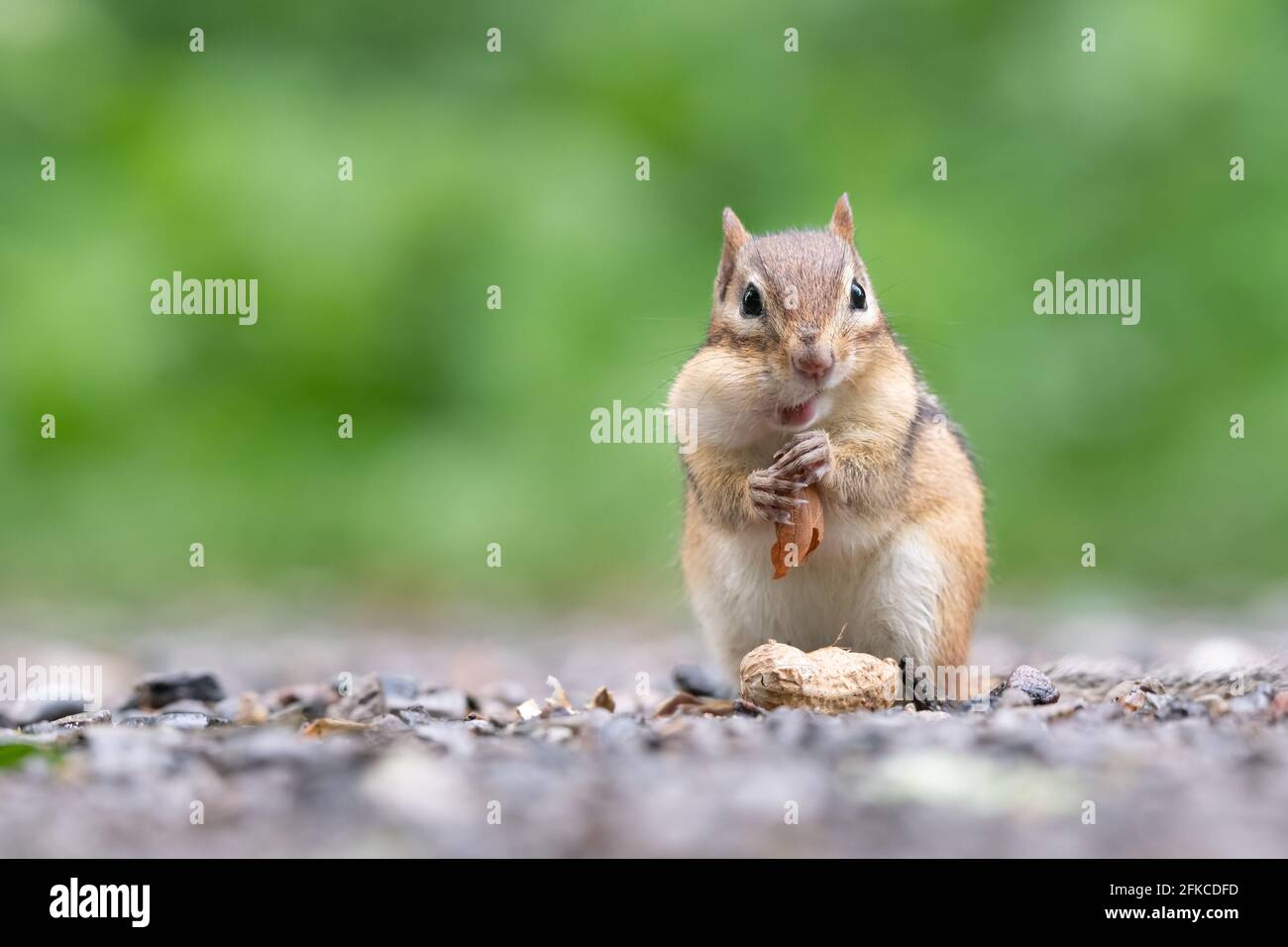 Ein Eastern Chipmunk stopft im Lynde Shores Conservation Area in Whitby, Ontario, eine Erdnuss in seine Wangenbeutel. Stockfoto