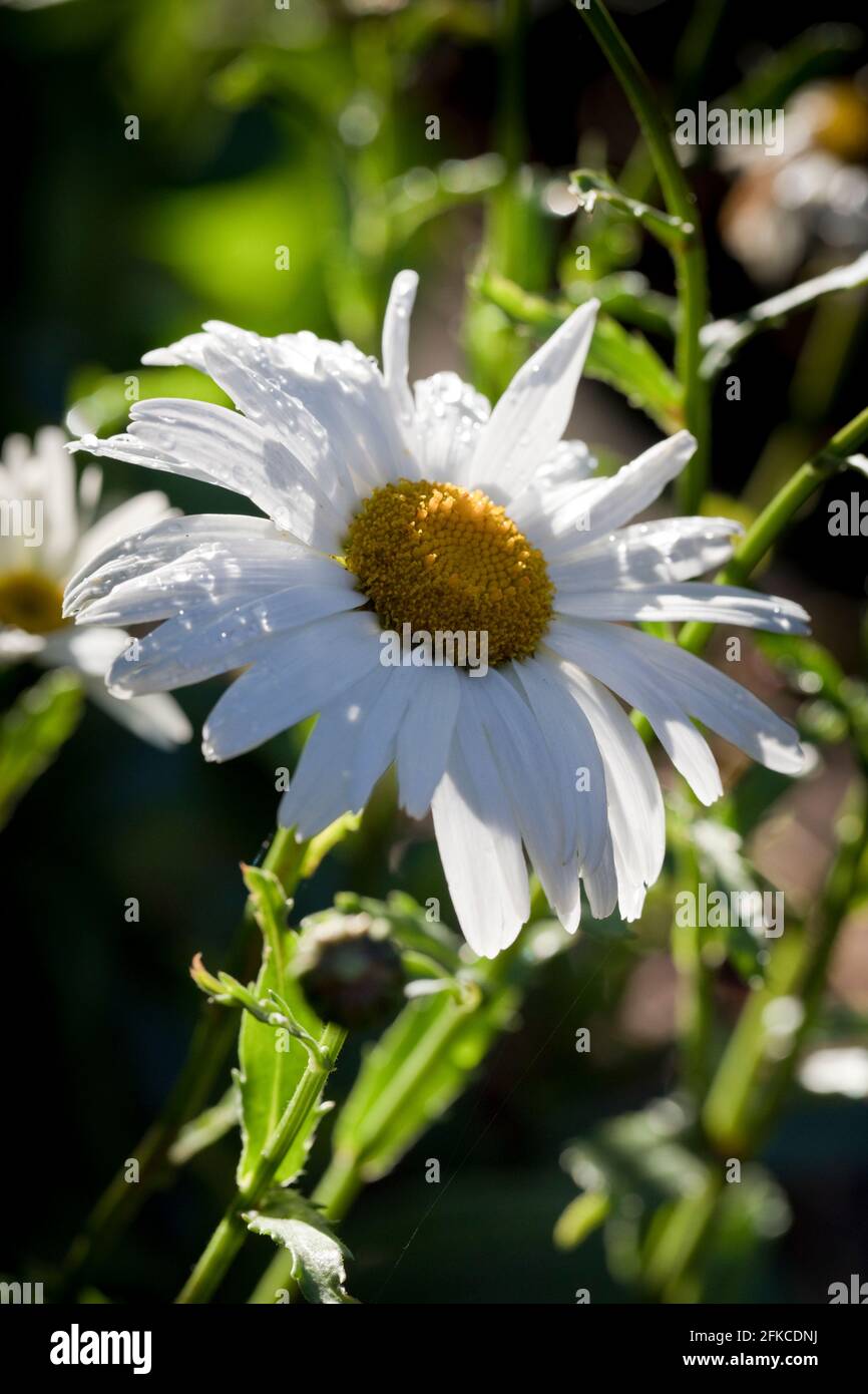 Große weiße Gänseblümchen, Leucanthemum × superbum oder Shasta Daisy Stockfoto