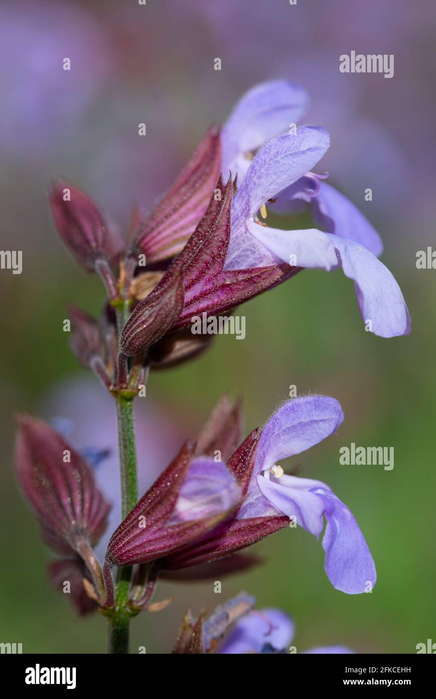 Nahaufnahme und Detailaufnahme der lila Blüten des Salbei in der Natur, vor grünem Hintergrund im Garten, im Hochformat Stockfoto