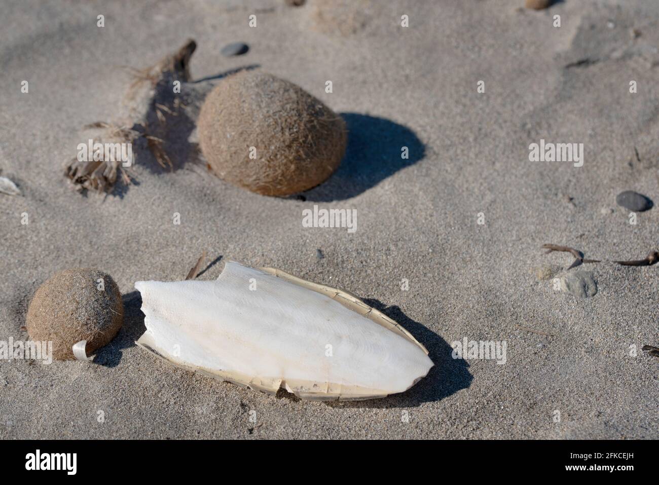 Nahaufnahme und Detailansicht des Sandstrands am Mittelmeer, auf dem die getrockneten Algen und das gebleichte Kalkskelett eines Tintenfischs liegen Stockfoto