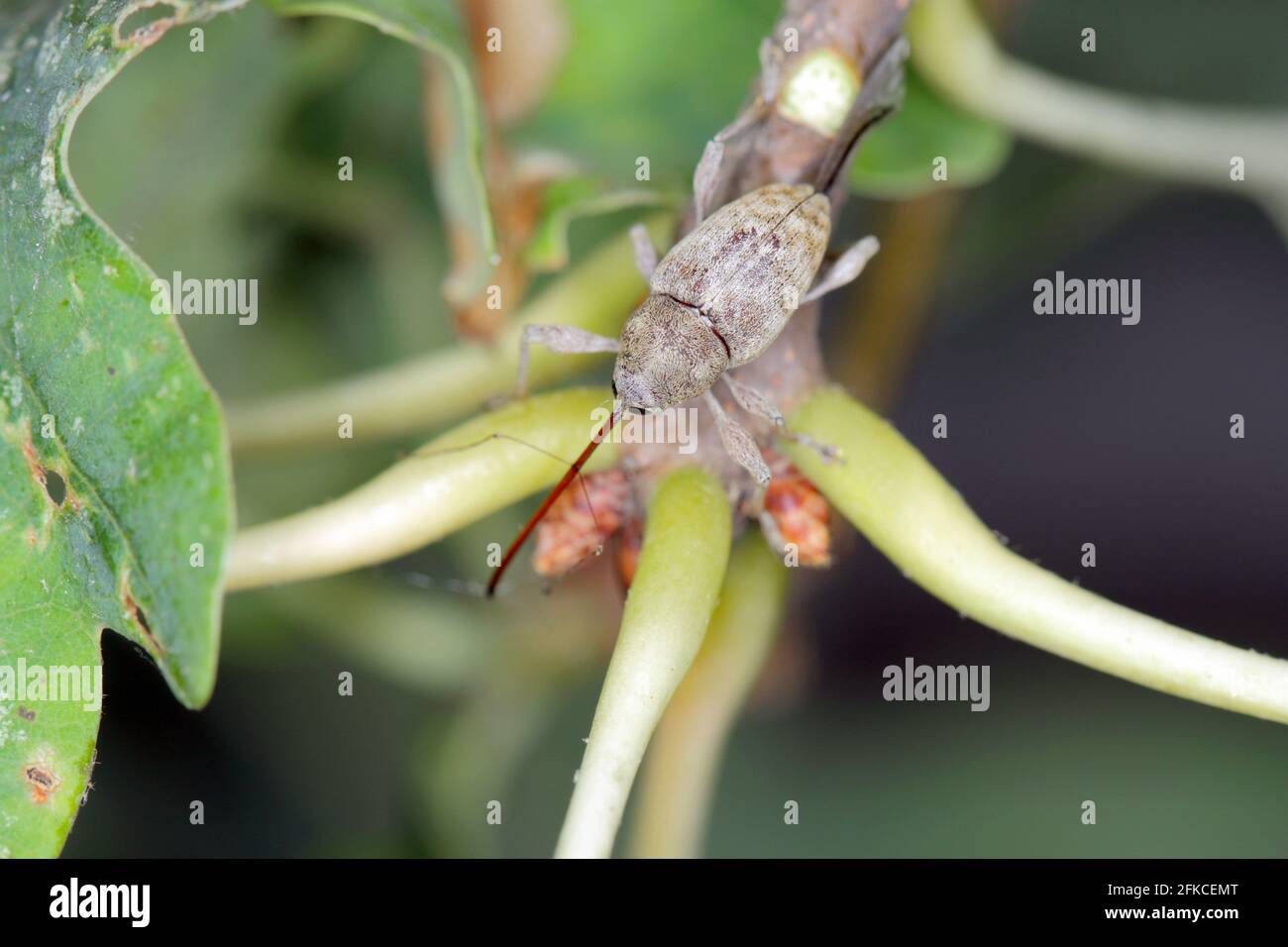 Käfer von Acorn weevil Curculio glandium auf Eiche ein Blatt. Die Larven entwickeln sich in der Eichel Stockfoto