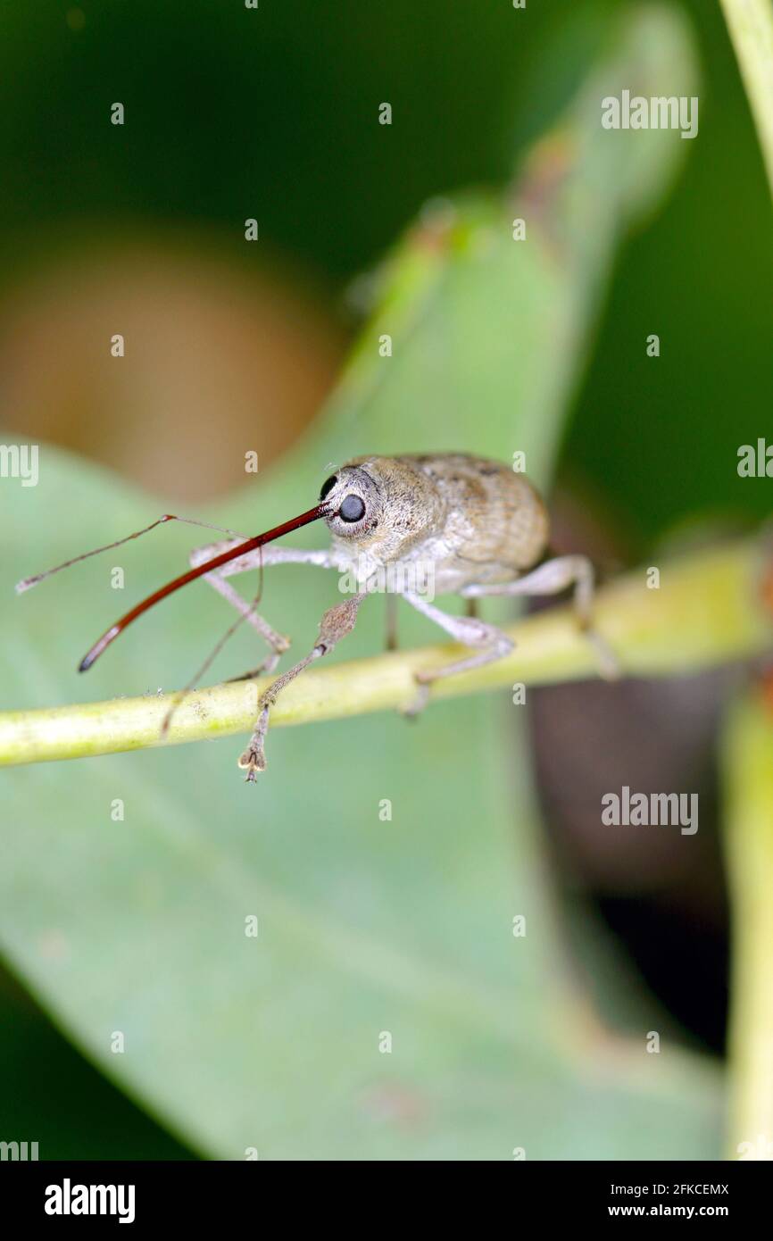 Käfer von Acorn weevil Curculio glandium auf Eiche ein Blatt. Die Larven entwickeln sich in der Eichel Stockfoto
