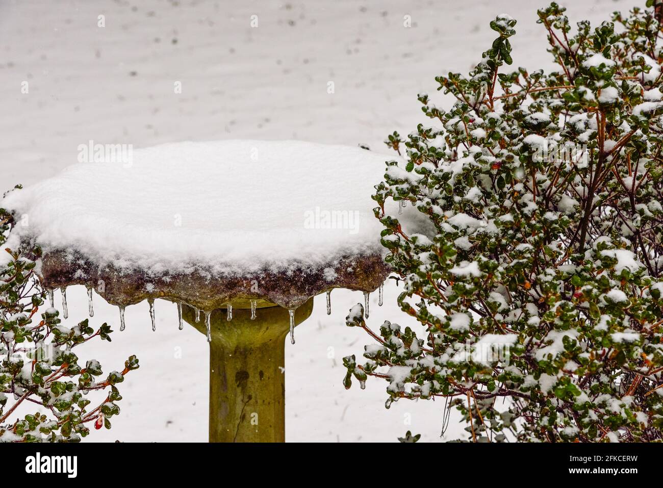 Nach einem eisigen Regen wurden die tropfenden Eiszapfen durch das Vogelbad mit frischem Schnee bedeckt. Umrahmt von immergrünen Ästen von Azaleen-Büschen Stockfoto