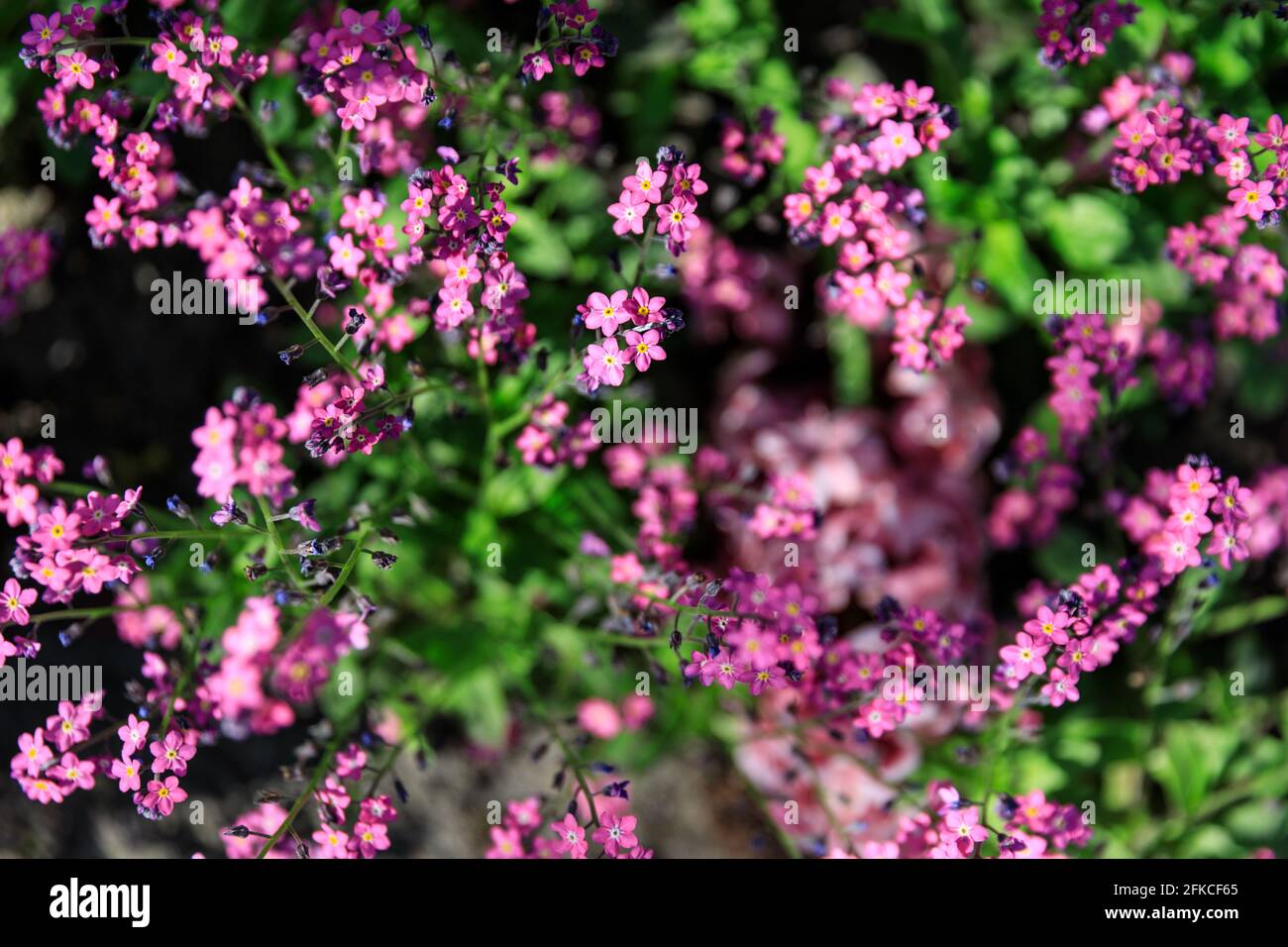 Myosotis sylvatica, Rosylva, Forget-Me-Not oder Forget-Me-Not im Wald, rosa blühende Boraginaceae-Pflanze Stockfoto