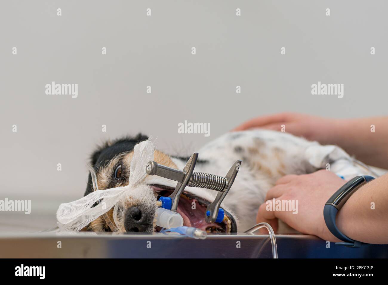 Tierarzt bereitet kleine niedliche krank Jack Russell Terrier Hund für die Operation in der Tierklinik. Er ist für die künstliche Atmung intubiert. Stockfoto