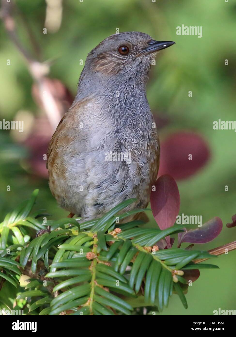 Heckenbraunelle (Prunella Modularis) Stockfoto