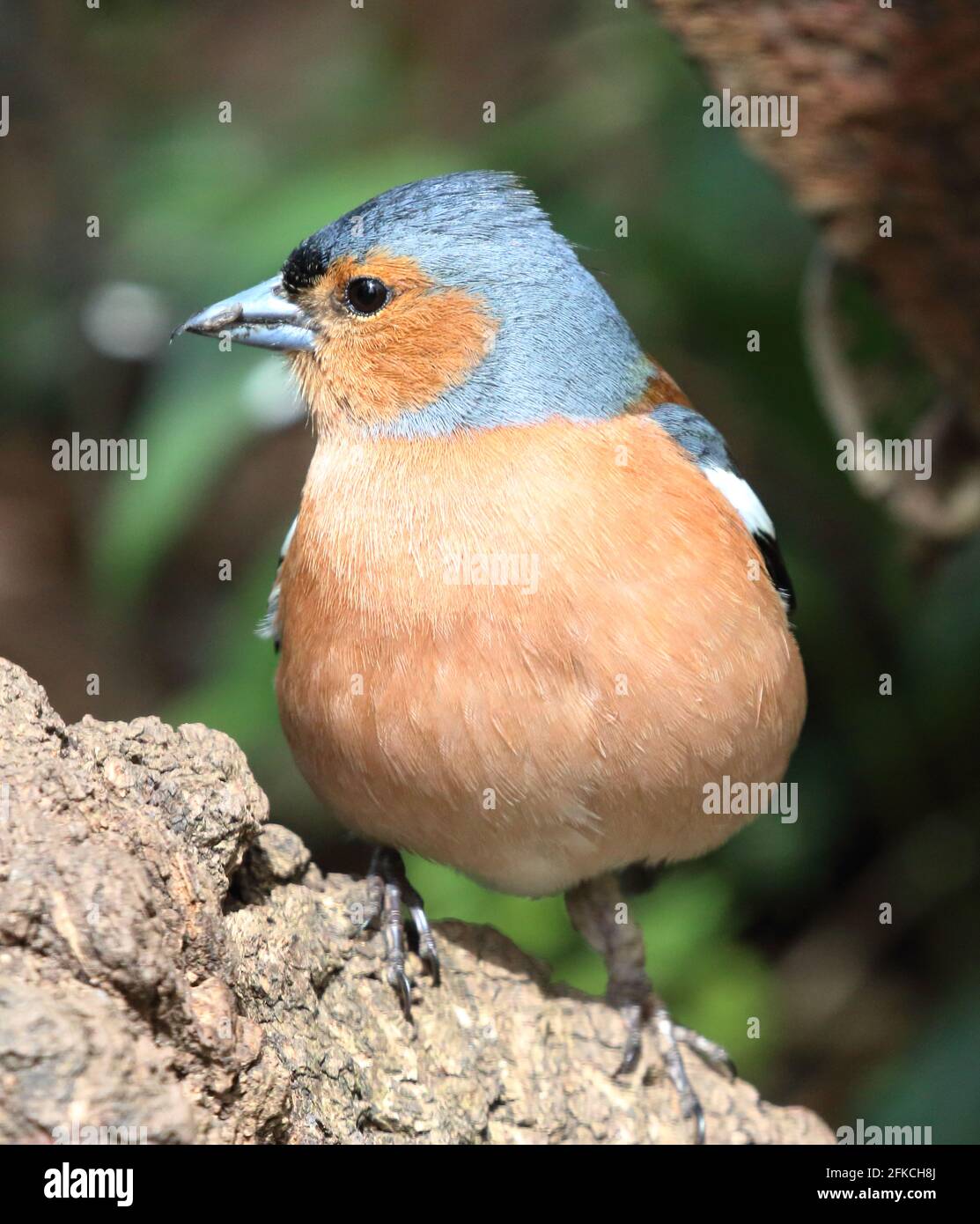 Gemeinsame Buchfink (Fringilla coelebs) Stockfoto