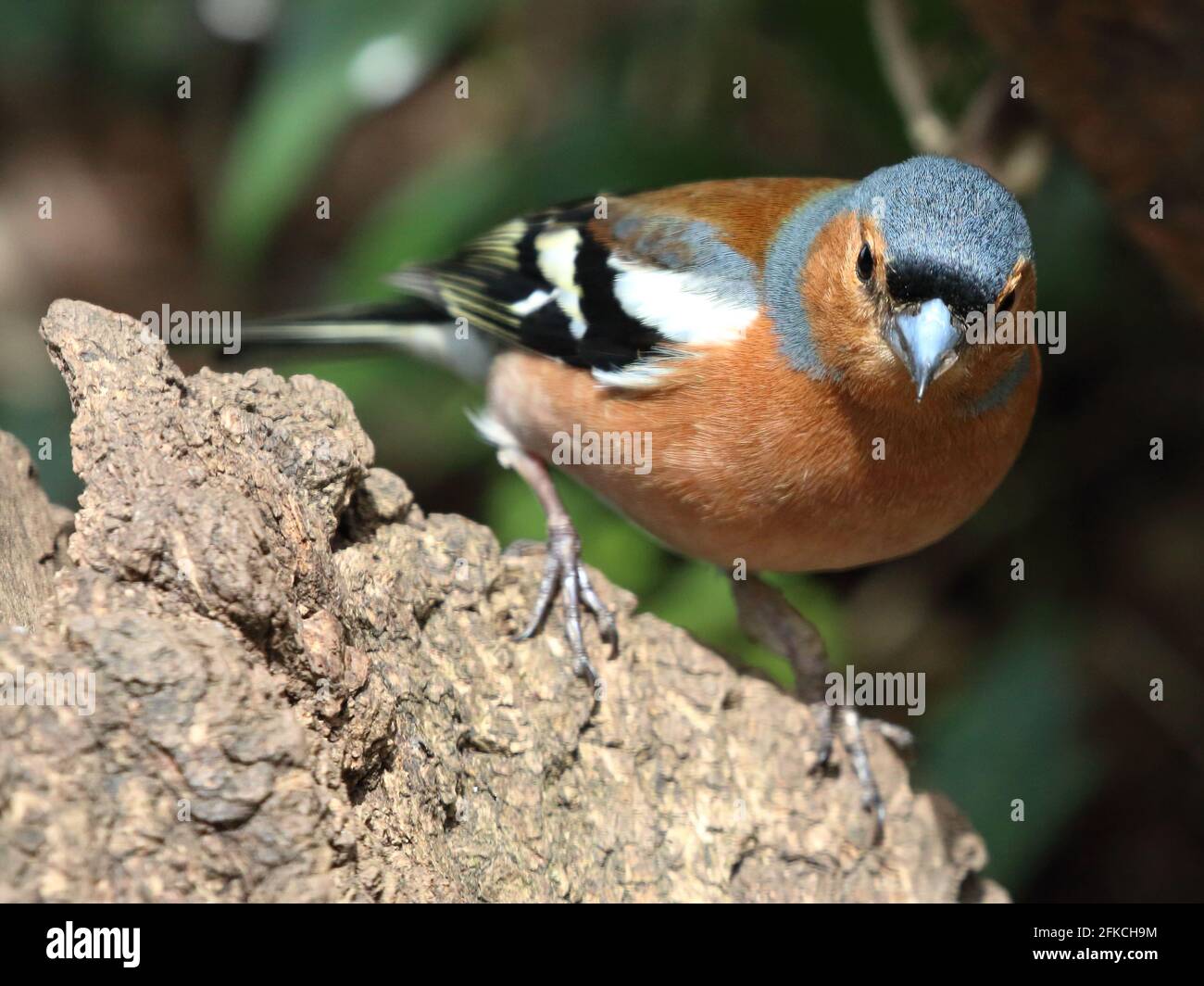 Gemeinsame Buchfink (Fringilla coelebs) Stockfoto