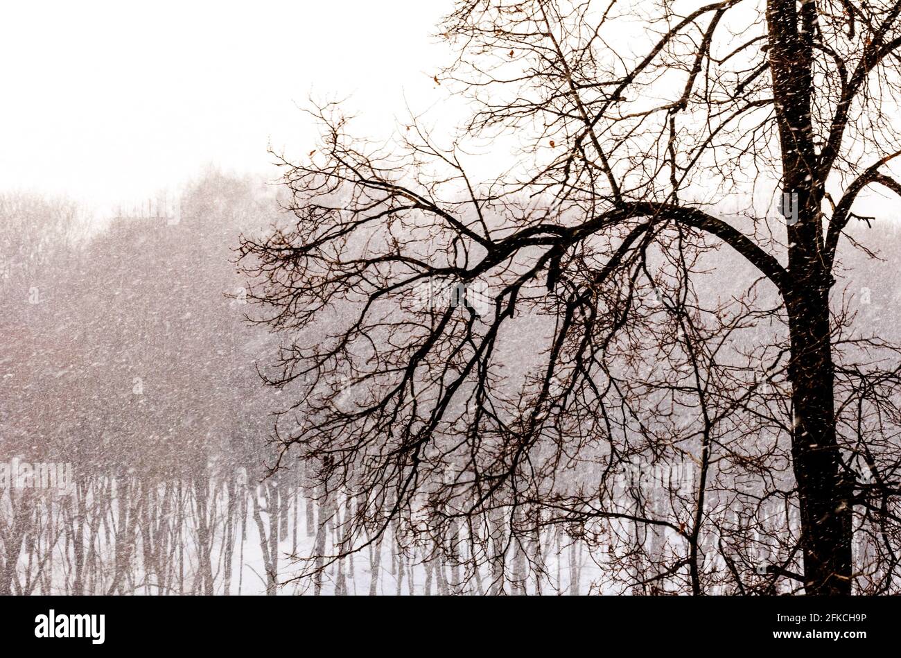 Echtes schwarzes Holz und großer Schneefall am bewölkten Wintertag Stockfoto