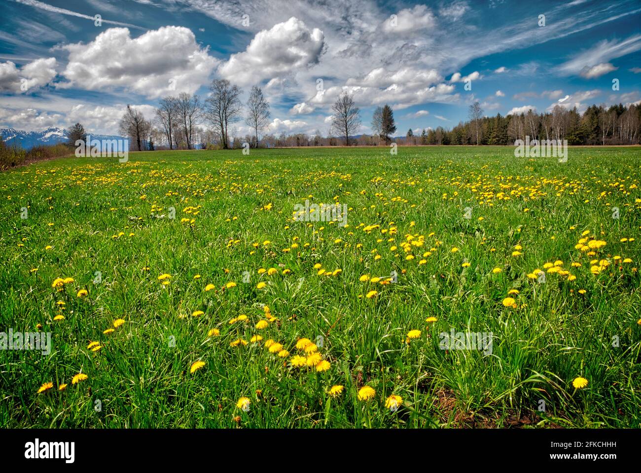 DE - BAYERN: Frühling im Loisach Moor bei Bichl (HDR-Bild) Stockfoto