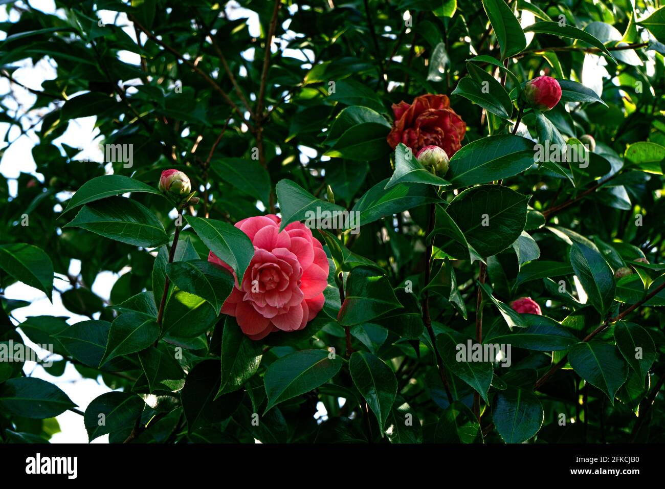 Schöner Kamelienblütenbaum Stockfoto
