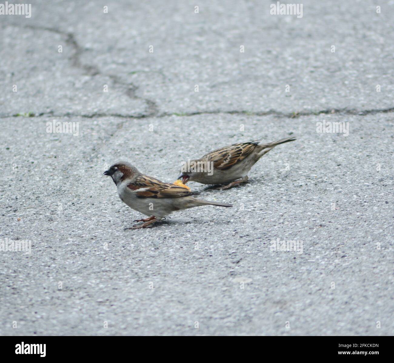 Ein Paar Spatzen auf einem Bürgersteig in einer Stadt Stockfoto