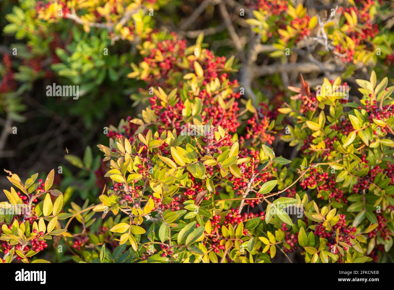 Mediterrane Vegetation in der Sommersaison. Natürliche Umgebung. Paros Island, Griechenland. Stockfoto