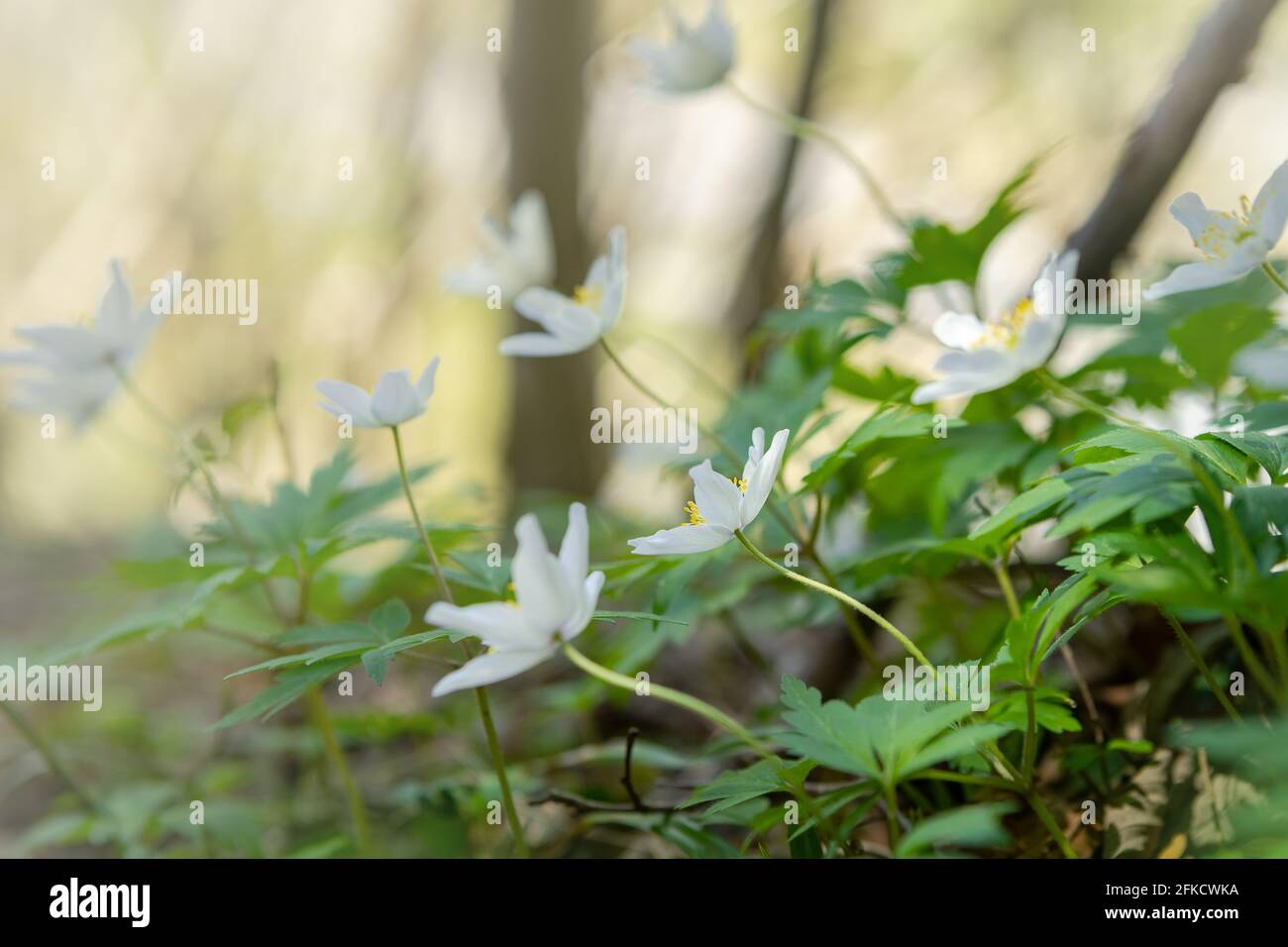 Verträumte Holzanemone wild blüht im Wald. Weiches Fokusbild eine weiße Frühlingsblume Anemone nemorosa Stockfoto