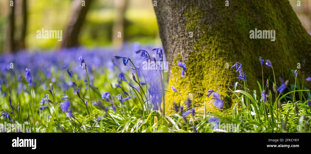 Hyacinthoides non-scripta, Bluebells, Woods, Kingswood, Henley-on-Thames, Oxfordshire, England, Großbritannien, GB. Stockfoto