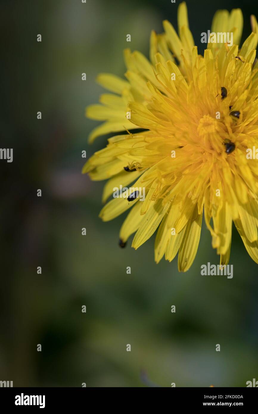 Meligethes aeneus, im Frühling, England, Vereinigtes Königreich Stockfoto