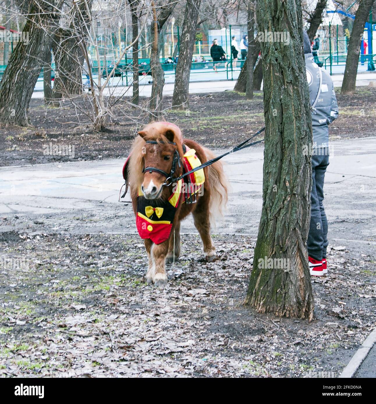 Kleines Pferd - Pony im Park. Der Besitzer brachte das Pony auf die Toilette. Stockfoto