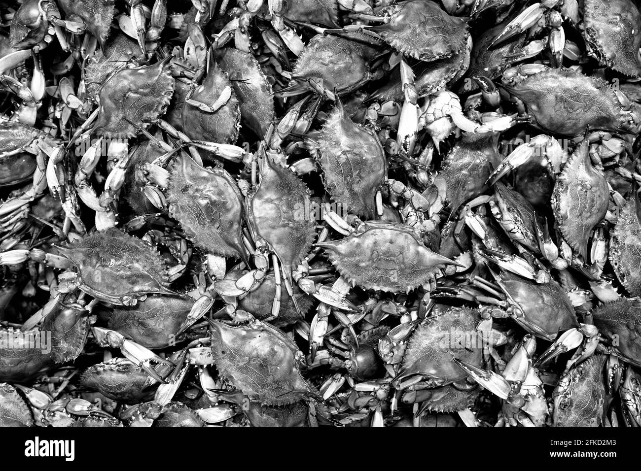 Chesapeake Bay, MD - Blue Crabs (Callinectes sapidus) sind eine lokale Spezialität und Delikatesse der mittelatlantischen Region der Vereinigten Staaten, insbesondere der Chesapeake Bay Area. Stockfoto
