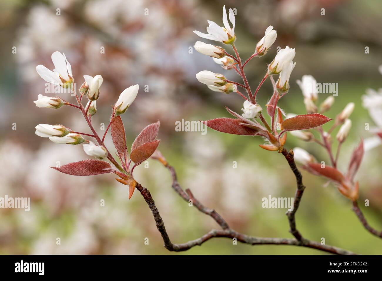 Nahaufnahme von blühenden Blüten der glatten Dienstbeere (amelanchier laevis) Stockfoto