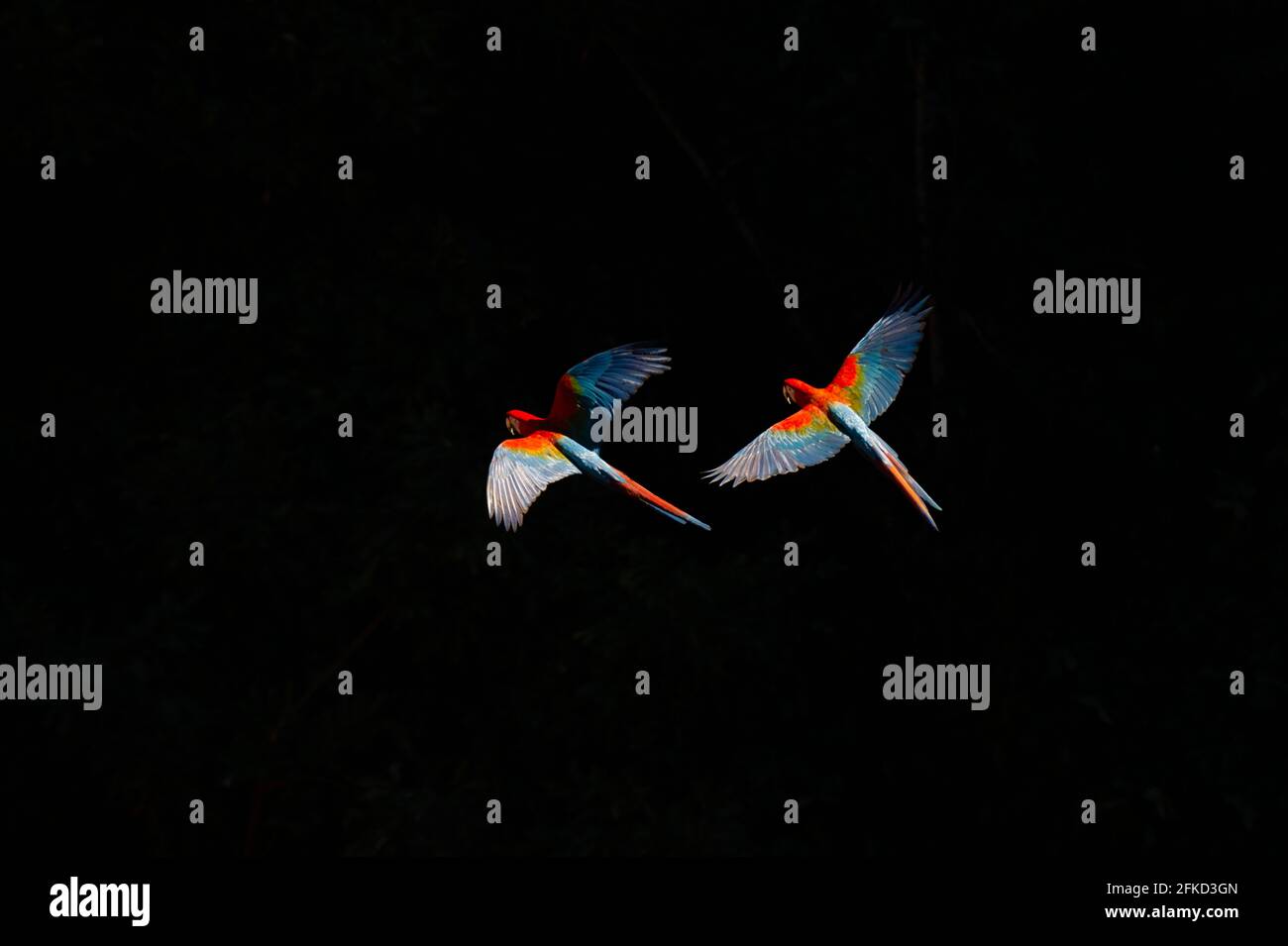 Brasilien, Mato Grosso do Sul, Jardim, scharlachrote Aras im Flug Stockfoto