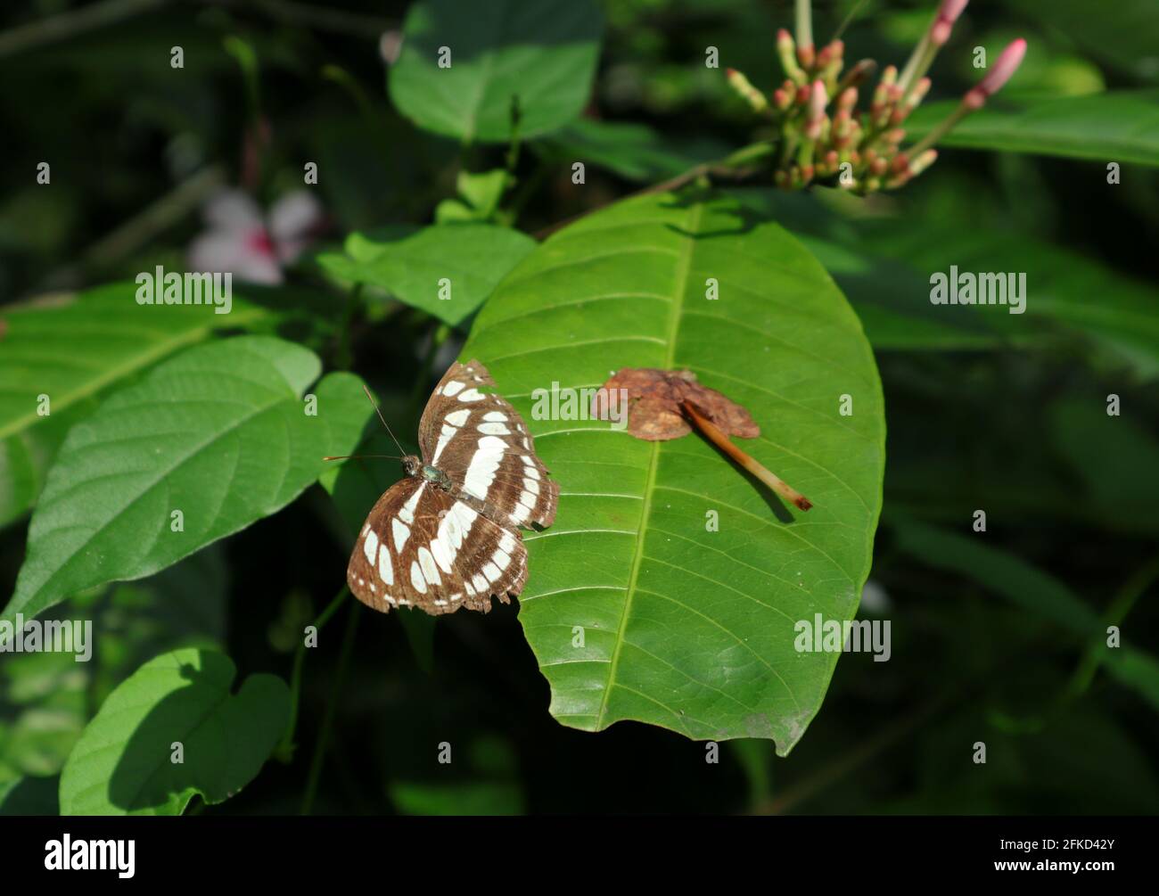 Seitenansicht eines Segler-Schmetterlings auf einem Blatt Mit den wenigen Blättern Stockfoto