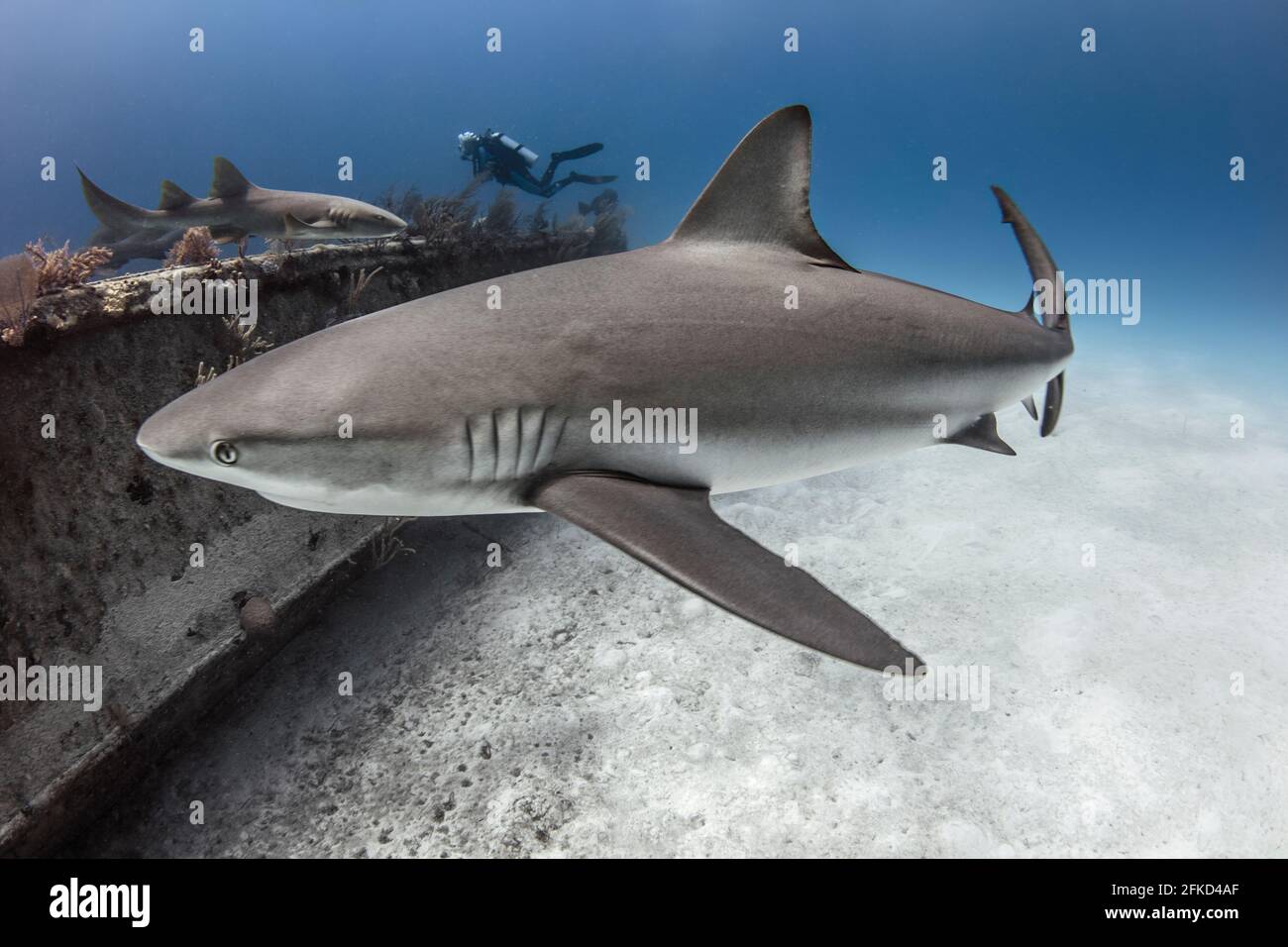 Die Bahamas, Nassau, Unterwasseransicht des Hais Stockfoto