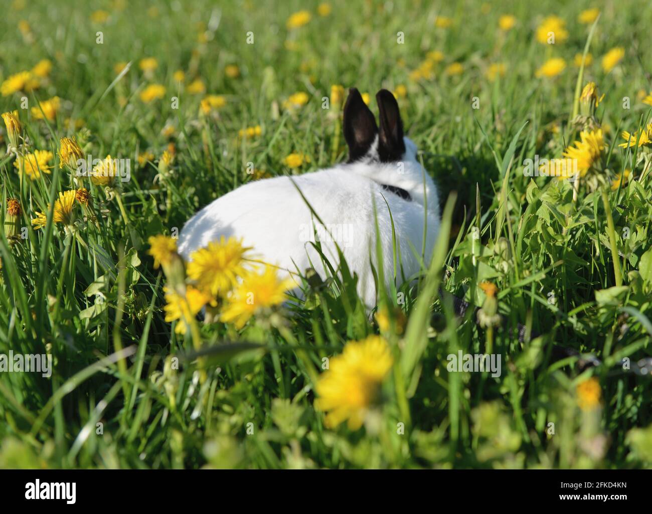 Kaninchen sitzt auf der Blumenwiese Stockfoto