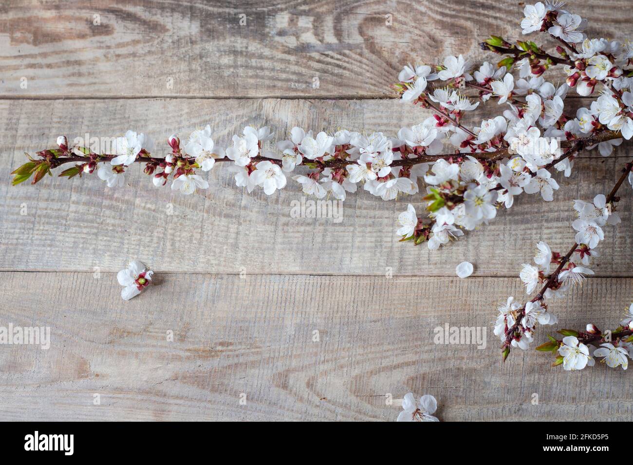 Frühlingsblumenlandschaft. Frühling blühende Frühlingsblumen. Copyspace Stockfoto