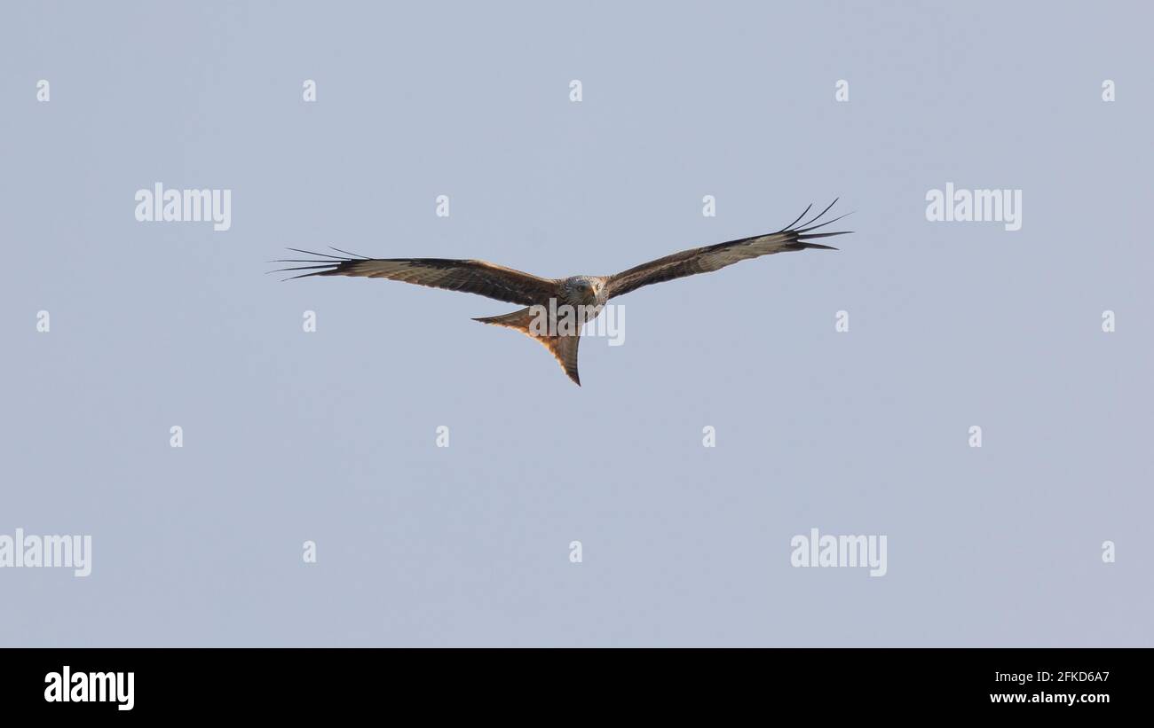 Drachen mit Flügeln, die sich gegen den hellblauen Himmel erheben Die Kamera  Stockfotografie - Alamy