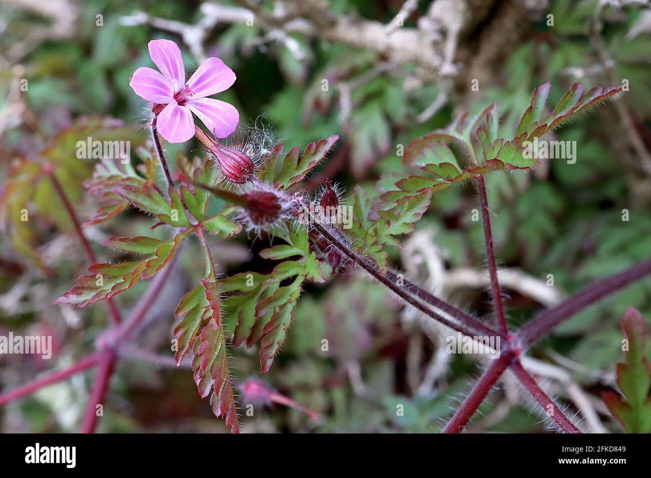 Geranium-Wildkraut Robert – kleine weiß gestreifte rosa Blüten und tief  zerschnitzte Blätter mit roten Rändern, April, England, Großbritannien  Stockfotografie - Alamy