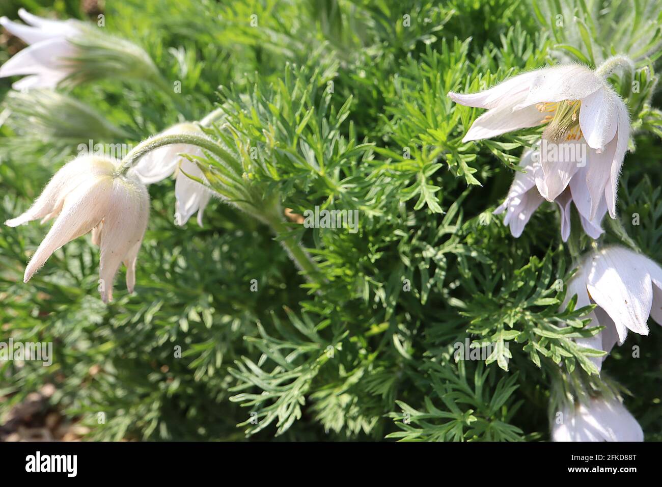 Pulsatilla vulgaris pasqueflower - weiße Blüten und seidig zerschnittes Laub, April, England, Großbritannien Stockfoto