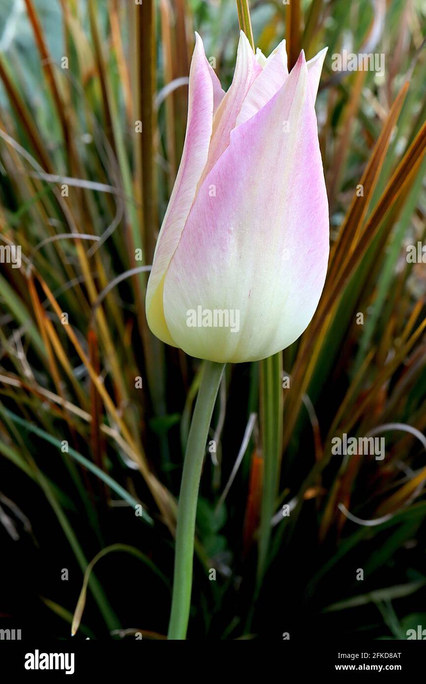 Tulipa ‘elegant Lady’ Lily flowering 6 elegante Lady Tulpe - zitronengelbe Blüten, weiche rosa Ränder, April, England, UK Stockfoto