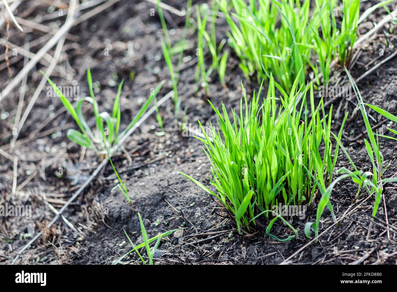 Junges grünes Gras wächst aus schwarzer Erde Stockfoto
