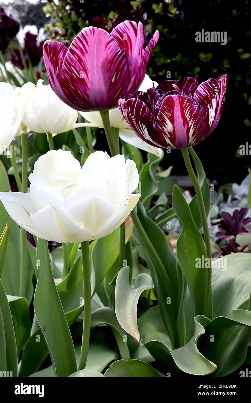 Tulipa ‘Inner Wheel’ Rembrandt 9 Inner Wheel Tulpe - weiße Blumen, violette Flammen, dunkelrote Streifen, April, England, VEREINIGTES KÖNIGREICH Stockfoto