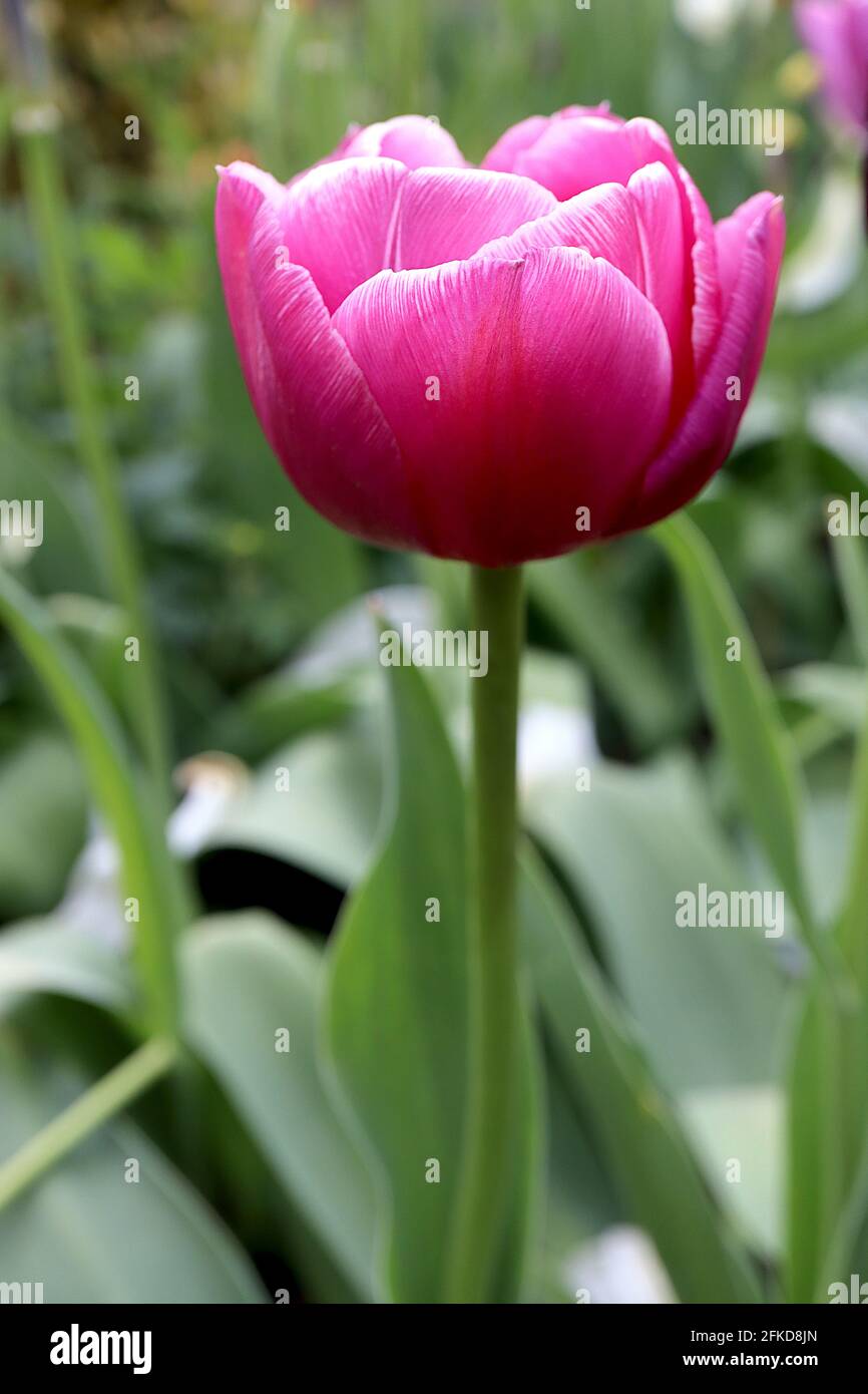 Tulipa ‘Double You’ Double Late 11 Double You Tulpe – doppelte tiefrosa Blüten, feine weiße Ränder, April, England, Großbritannien Stockfoto
