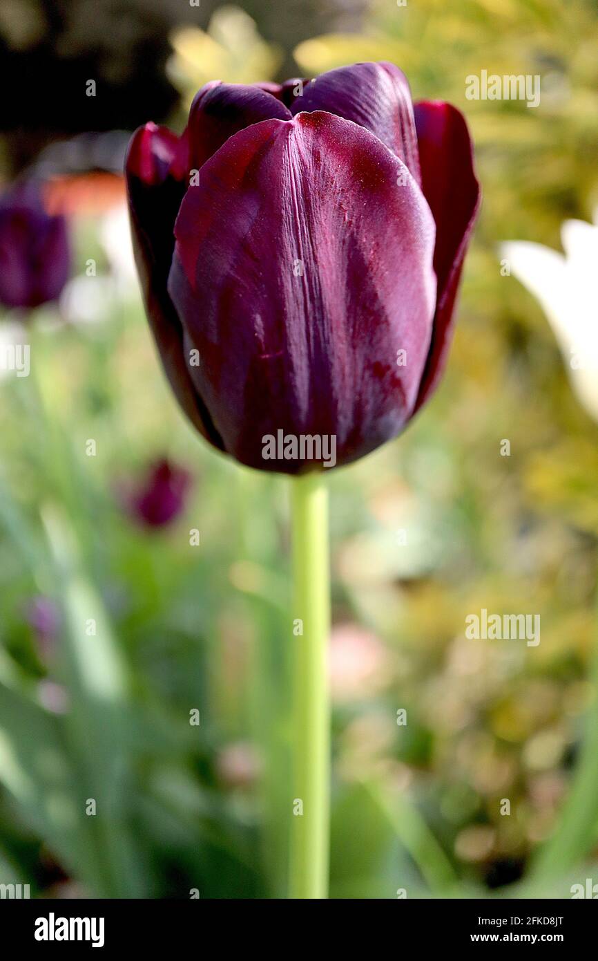 Tulipa ‘Queen of Night’ Single Late 5 Queen of Night Tulpe – dunkelviolette kastanienbraune Blüten, April, England, Großbritannien Stockfoto