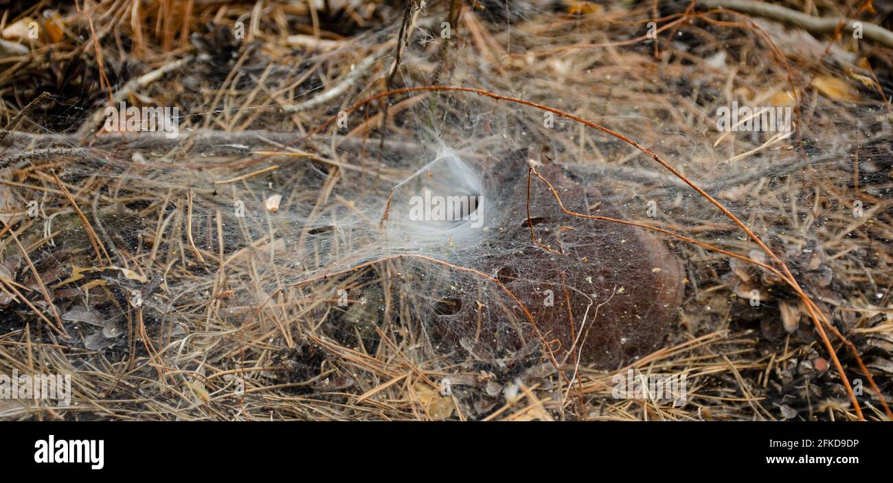 Spinnennetz. Spinnennest Loch. Selektiver Fokus. Trichter webt Spinne tief in ihrem Tunnel Stockfoto