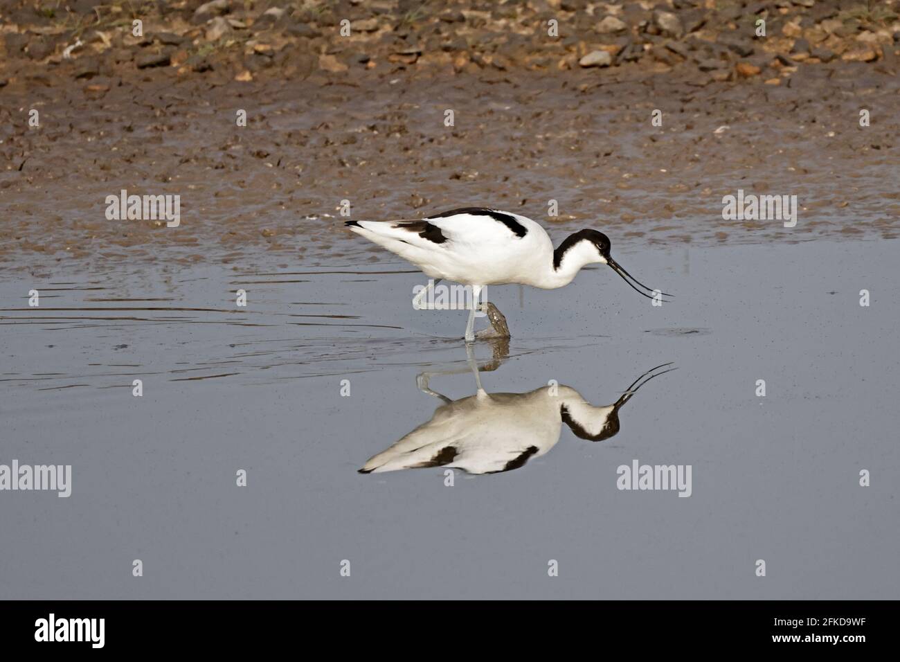 Avocet Fütterung bei Steart Marshes Somerset UK Stockfoto