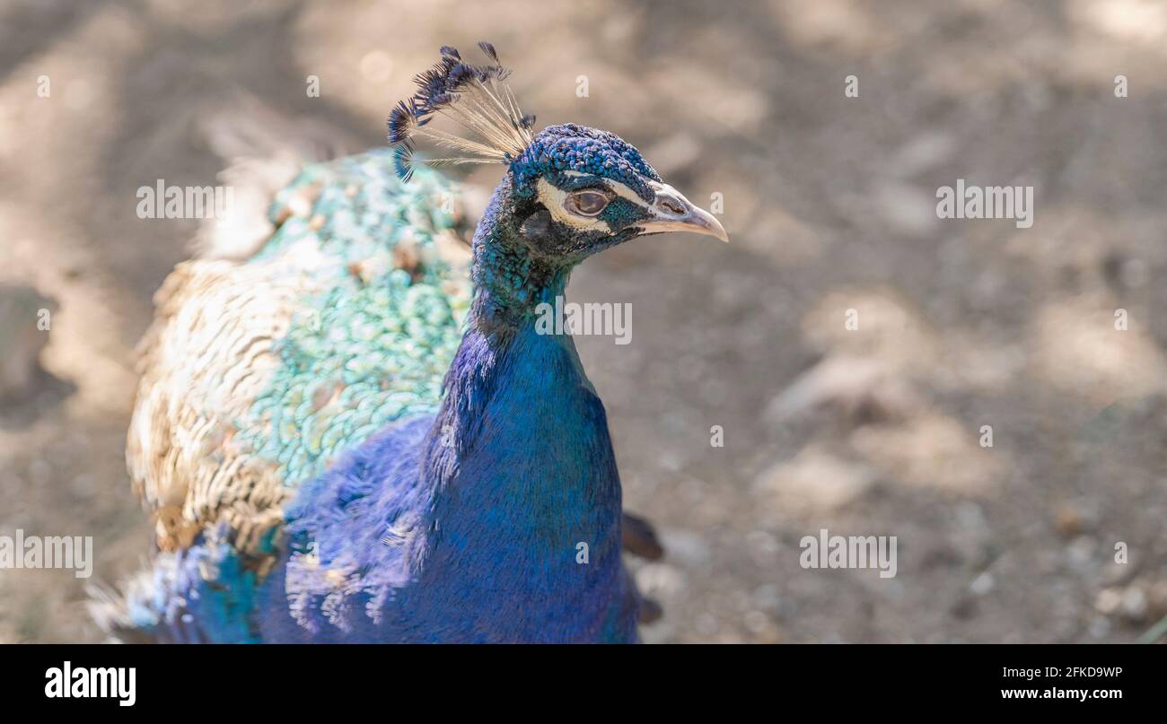 Nahaufnahme einer Pfauenweibin, die sich umsieht Stockfoto