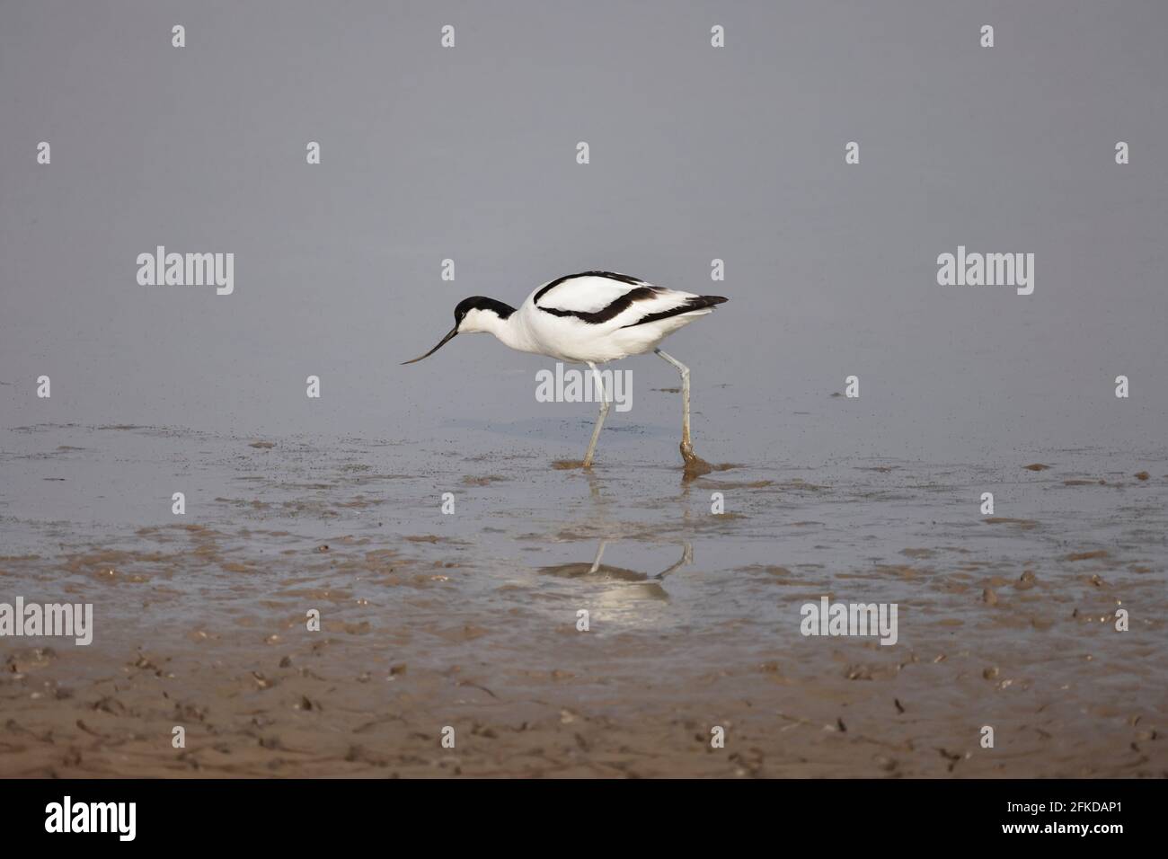 Avocet Fütterung bei Steart Marshes Somerset UK Stockfoto