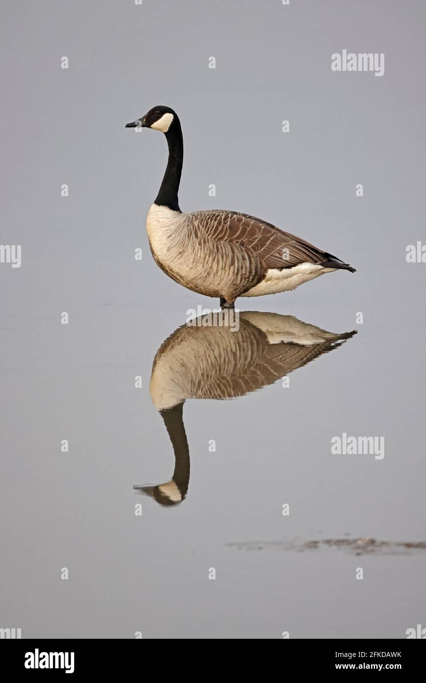 Canada Goose mit Reflexion bei Steart Marshes Somerset UK Stockfoto