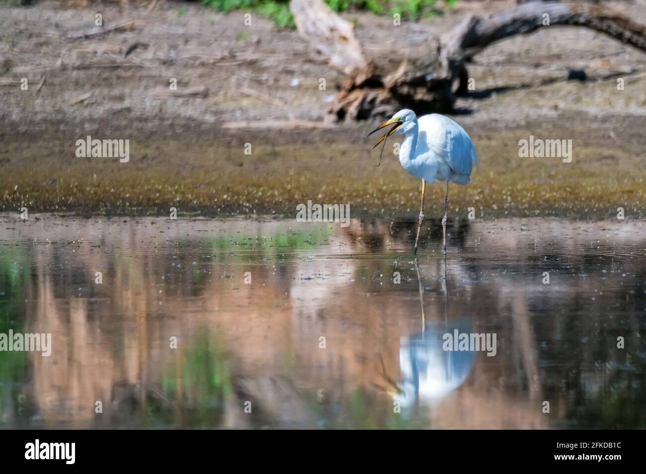 Blick auf Großreiher oder Ardea Alba, die im Teich stehen Und essen Grassnatter Stockfoto