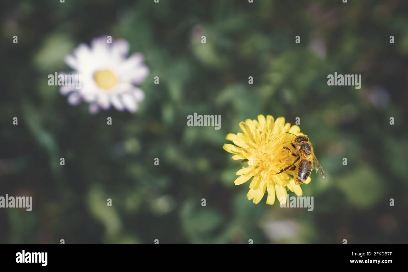 Luftaufnahme einer mit Pollen übersäten Biene, die sich auf einem sonnigen Elendsand mit verschwommener Wiese und Gänseblümchen sammelt, Österreich Stockfoto