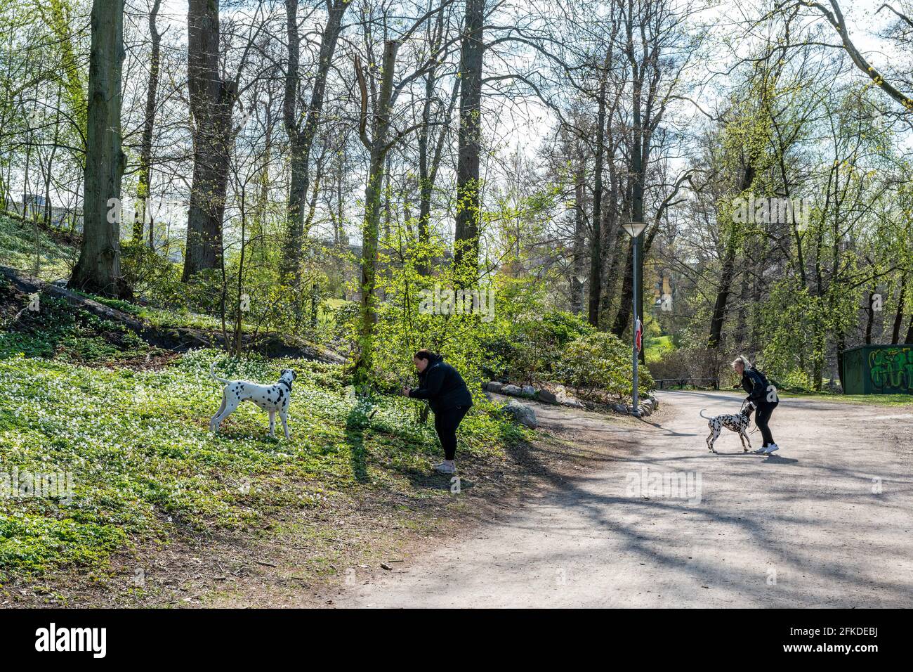 Dalmatinische Hunde im Stadtpark Abackarna im Frühling in Norrkoping. Der Park am Fluss Motala ist ein beliebtes Erholungsgebiet in Norrkoping, Schweden. Stockfoto